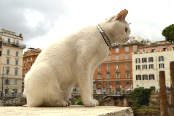 Largo Di Torre Argentina Kat