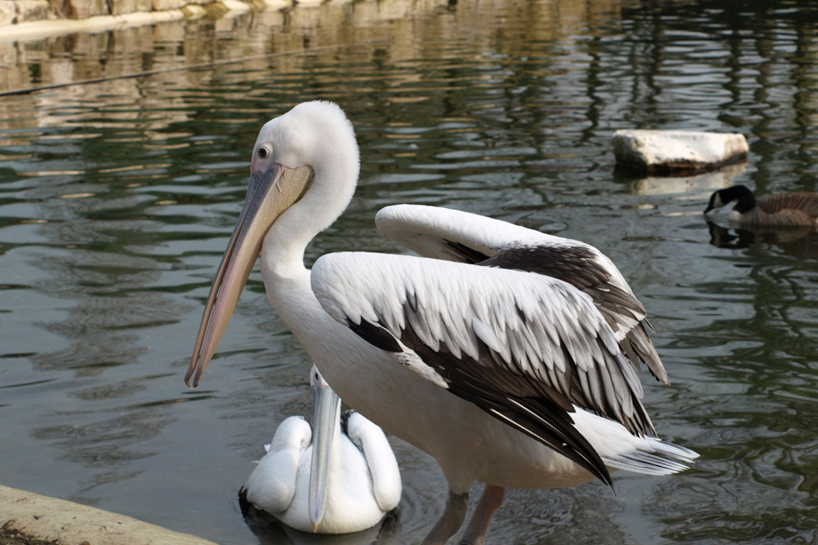 Pellicani