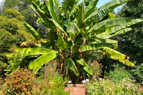 botanic garden rome 2