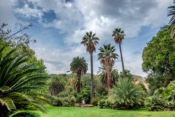 Palmbomen Botanische Tuinen