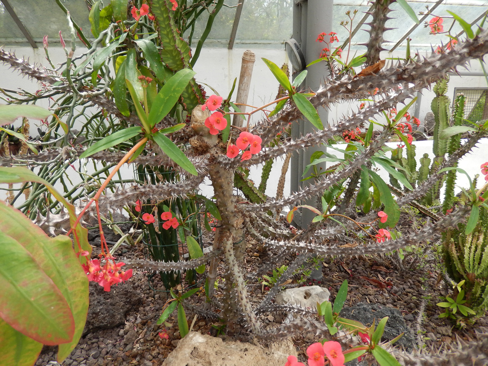 botanic garden 5