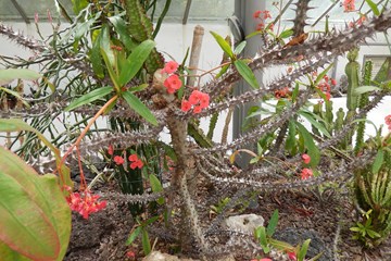 Botanische Tuin Rome